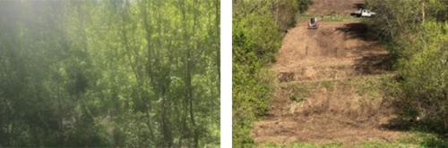 Hillside Clearing